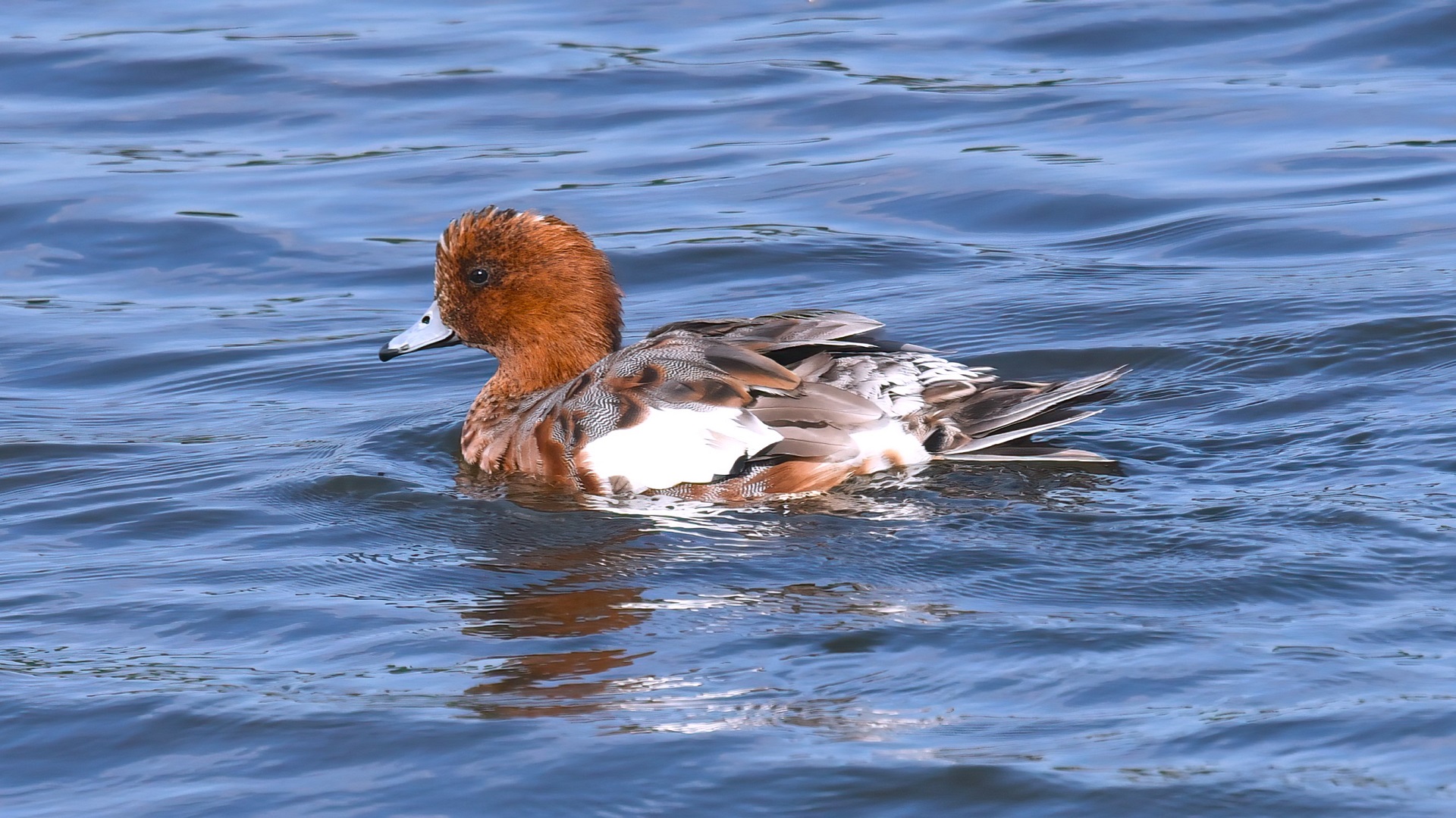 Eurasian Wigeon